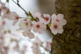 Mindfulness workshop i virksomheder (MBCT)