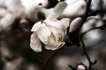 iStock000021526514Large_srcset-large