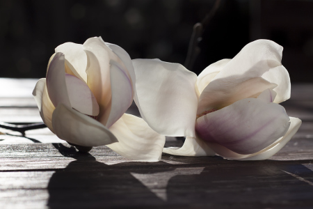 Beautiful white magnolia flowers