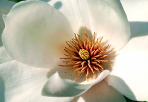 Inside of a magnolia flower with stamen en petals